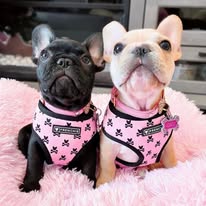 Frenchie Pink Paws Harness Set