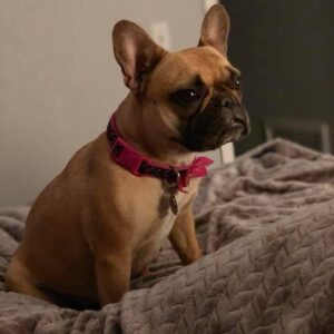 Where Style Meets Comfort for Your Frenchie